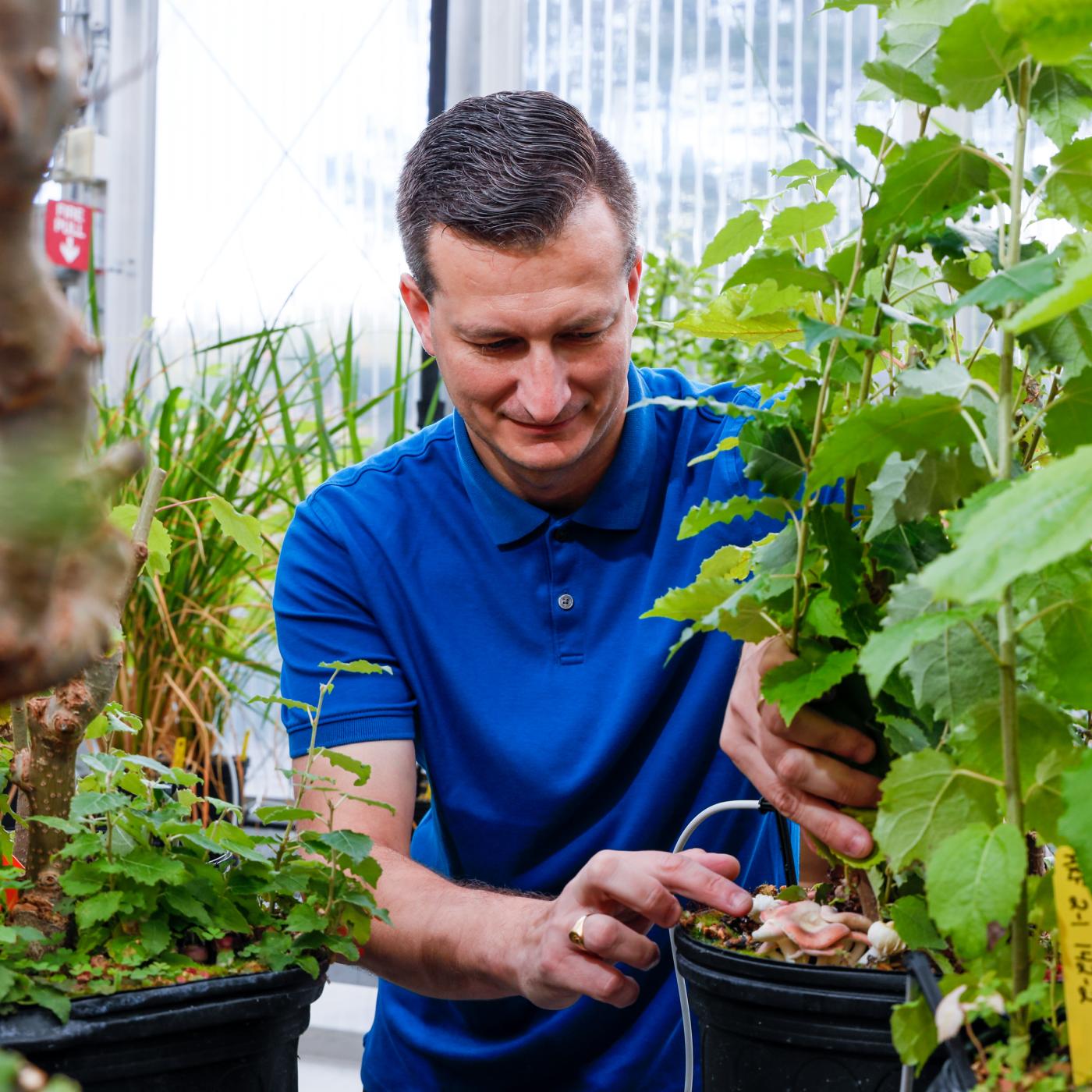 ORNL researcher Jesse Labbe is working with plants in a greenhouse. He is framed on all sides with bright green leaves