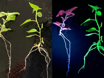 ORNL’s biosensor system reveals CRISPR activity in poplar plants, which glow bright green under ultraviolet light, compared to normal plants, which appear red. Credit: Guoliang Yuan/ORNL, U.S. Dept. of Energy