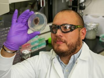 ORNL’s Tomás Rush examines a culture as part of his research into the plant-fungus relationship that can help or hinder ecosystem health. Credit: Genevieve Martin/ORNL, U.S. Dept. of Energy