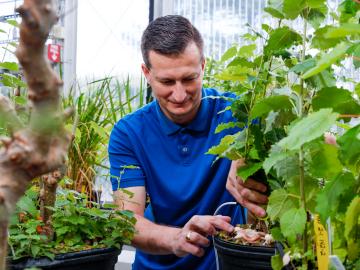 ORNL researcher Jesse Labbe is working with plants in a greenhouse. He is framed on all sides with bright green leaves