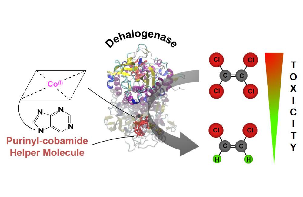 While studying a specific vitamin B12 derivative, an ORNL-led team discovered a “helper molecule” (shown in red) in an often-overlooked region of the vitamin’s structure, an area that critically determines how enzymes break down toxic chlorinated solvents