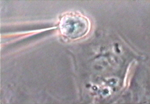 ORNL Image