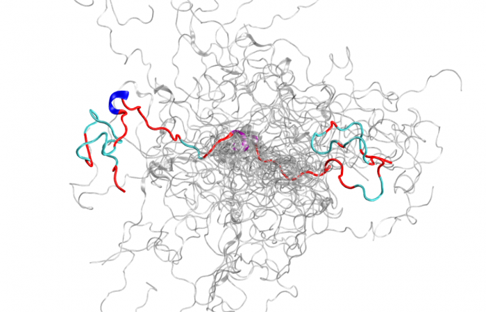 The configurational ensemble (a collection of 3D structures) of an intrinsically disordered protein, the N-terminal of c-Src kinase, which is a major signaling protein in humans. Credit: Oak Ridge National Laboratory, U.S. Dept. of Energy. 