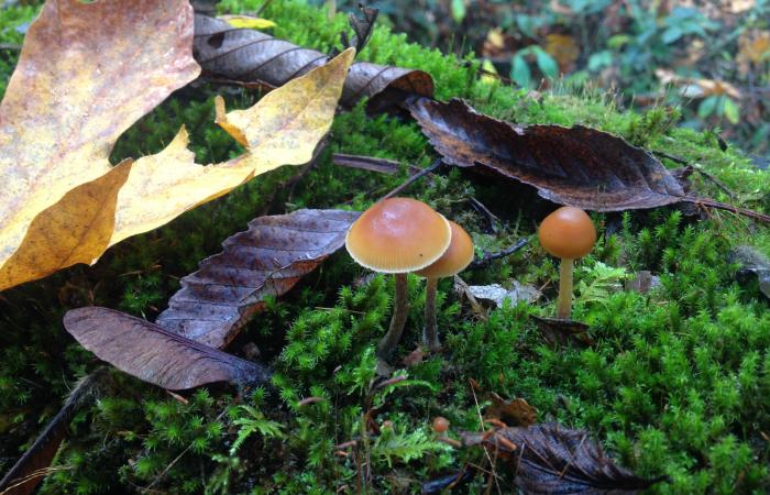 Biology – Fungi speak | ORNL