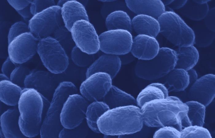 Scientists genetically engineered bacteria for itaconic acid production, creating dynamic controls that separate microbial growth and production phases for increased efficiency and acid yield. Credit: NREL