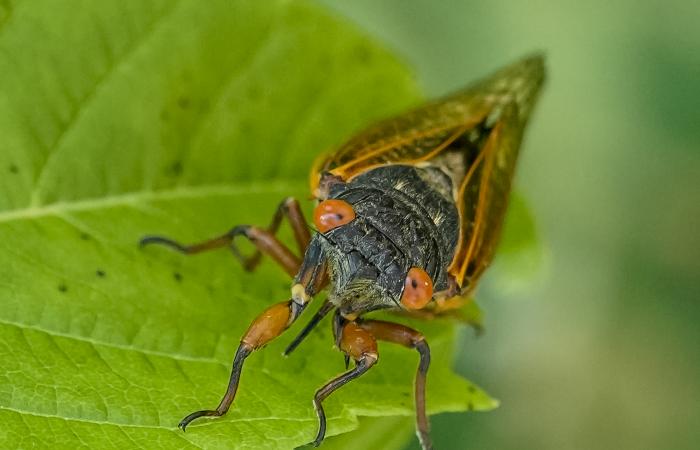 This spring, Brood X cicadas emerged from the ground after 17 years burrowed and swarmed across the eastern United States, leaving a trail of exoskeletons and echoes of mating calls. Cicadas emerge in such large quantities to withstand predation and successfully maintain their populations, and trees actually play a key role in their life cycle. Credit: Carlos Jones/ORNL, U.S. Dept. of Energy