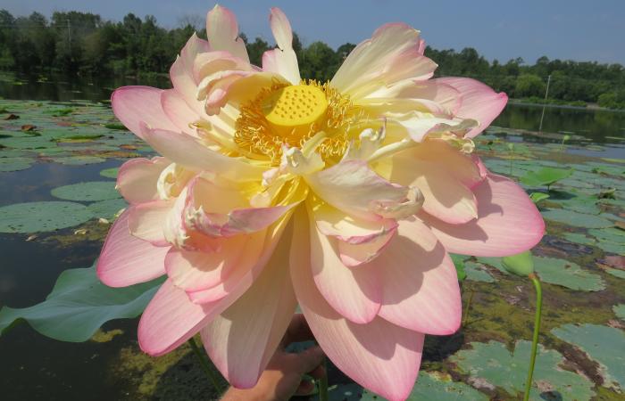 Lotus blossom, Credit: Sara Darling/ORNL, U.S. Dept. of Energy