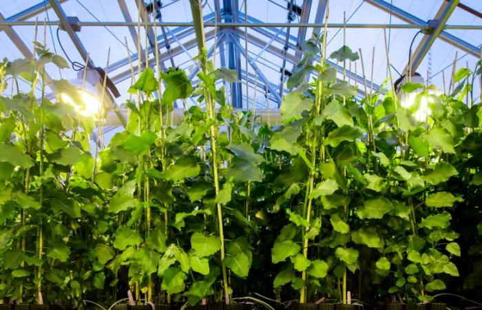 Poplar growing in a greenhouse for biofuel research