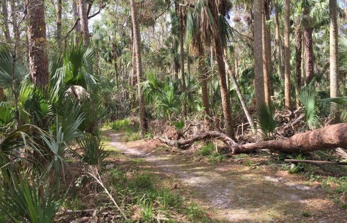 The hardwood hammock forests of Florida is a typical southern habitat for S. magni. Credit: Jonathan Shaw, Duke University