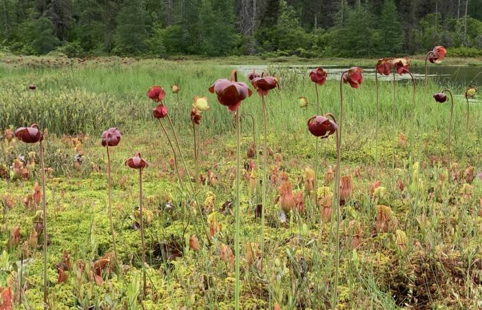 The S. diabolicum moss in a northern habitat at the Jam Pond peat bog in upstate New York, shown with other mosses, sedges and flowering pitcher plants. Credit: Jonathan Shaw, Duke University