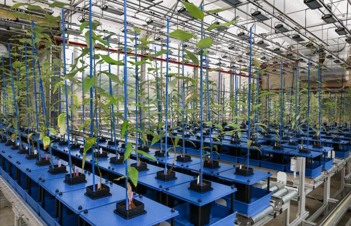 The Advanced Plant Phenotyping Laboratory at ORNL is a high-throughput phenotyping system utilizing robotics and unique imaging and machine learning capabilities to quickly analyze new plant prototypes. Credit: Carlos Jones/ORNL, U.S. Dept. of Energy