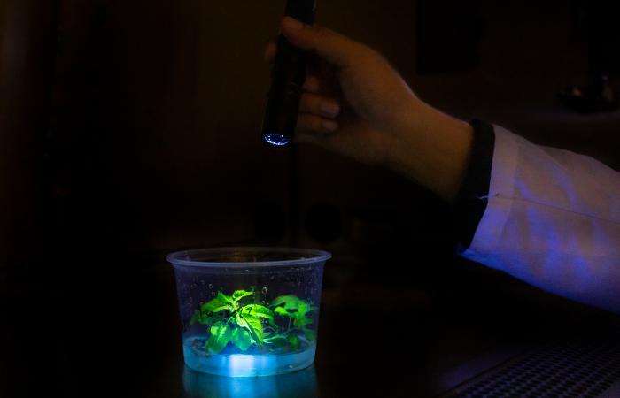A plant that has been modified using the CRISPR gene editing system glows bright green under a light-based biosensor developed at ORNL. Credit: Genevieve Martin/ORNL, U.S. Dept. of Energy