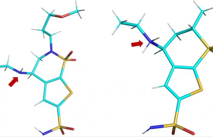 Three-dimensional structures of the clinical drugs brinzolamide (BZM, left) and dorzolamide (DZM, right) as observed in the hCA II active site. The red arrow shows the amino groups of the drugs: in BZM, the nitrogen atom (in blue) is not protonated