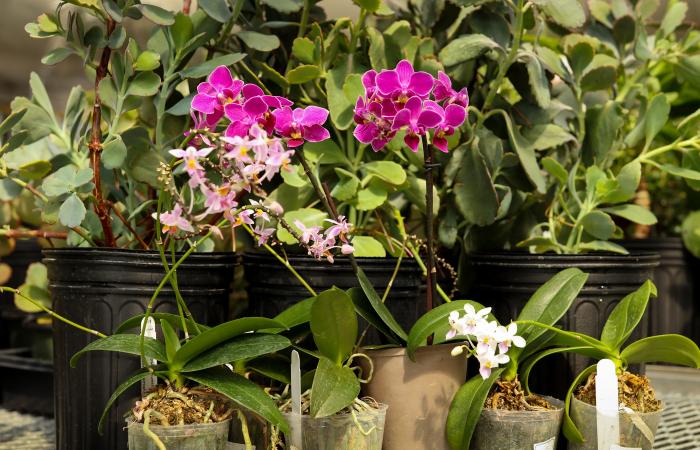 The team used ORNL’s Titan supercomputer to compare the genomes of Kalanchoë fedtschenkoi (back row) and Phalaenopsis equestris, or orchid (front row), as well as Ananas comosus, or pineapple. Credit: Jason Richards/Oak Ridge National Laboratory, U.S. Dep