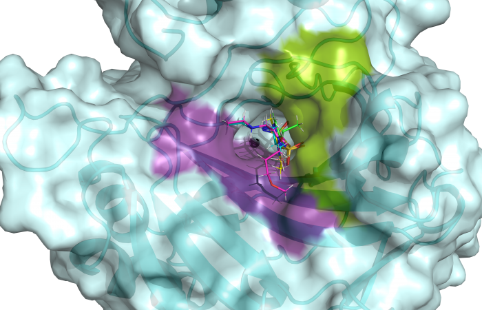 The hCA II active site is flanked by hydrophilic (violet) and hydrophobic (green) binding pockets that can be used to design specific drugs targeting cancer-associated hCAs. Five clinical drugs are shown superimposed in the hCA II active site