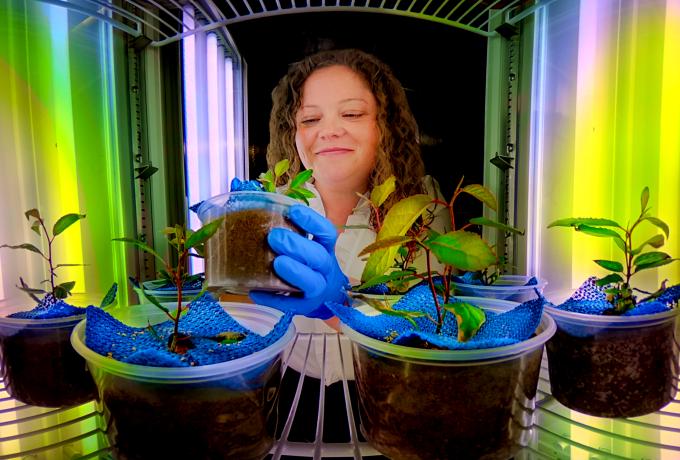Researcher Alyssa Carrol handling plants in the Advanced Plant Phenotyping Lab