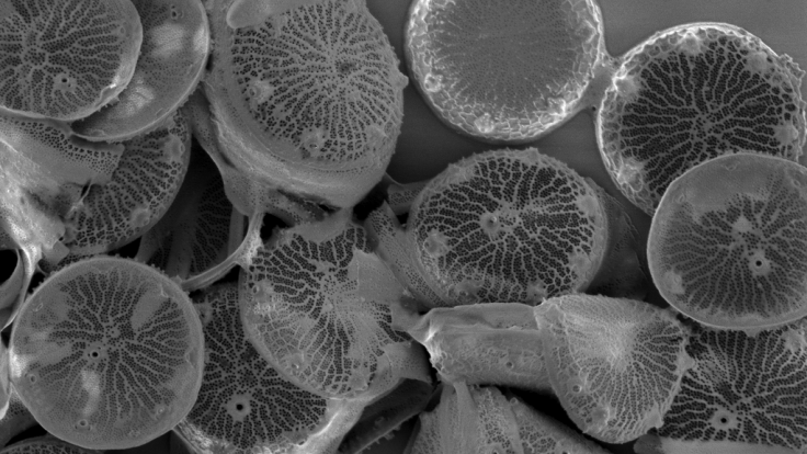 The students analyzed diatom images like this one to compare wild and genetically modified strains of these organisms. Credit: Alison Pawlicki/Oak Ridge National Laboratory, US Department of Energy.