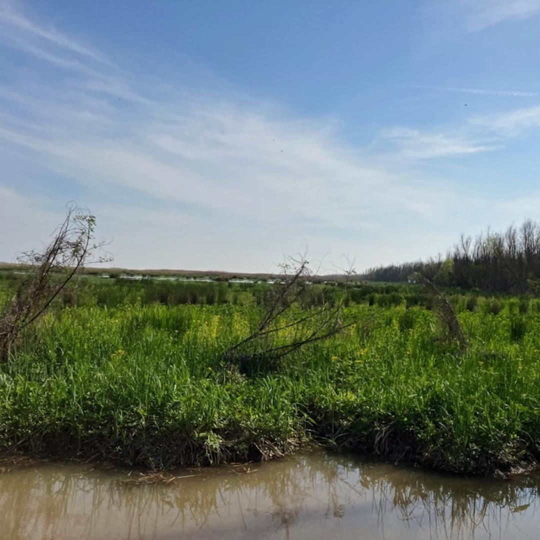 Using a better modeling framework, with data collected from Mississippi Delta marshes, scientists are able to improve the predictions of methane and other greenhouse gas emissions. Credit: Matthew Berens/ORNL, U.S Dept. of Energy