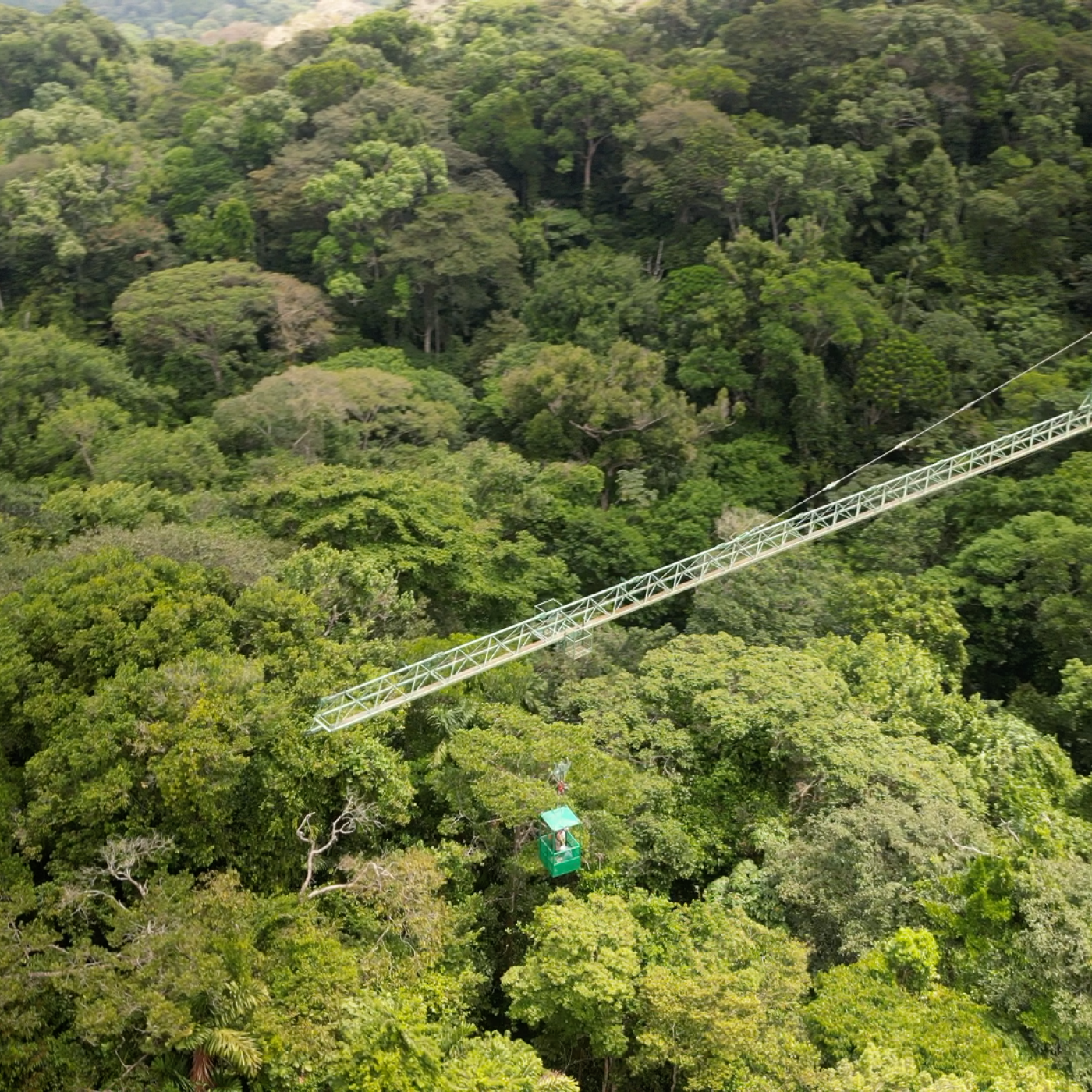 forest under study in Panama