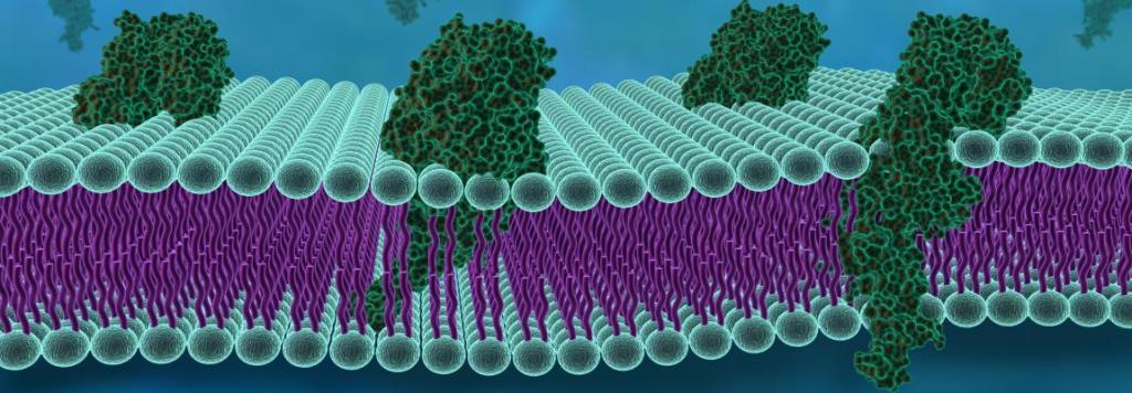 Fluid Mosaic Model