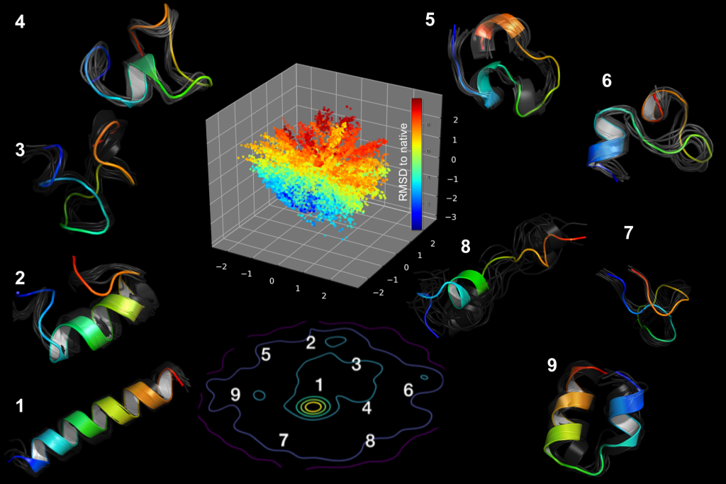 Molecular dynamics simulations of the Fs-peptide revealed the presence of at least eight distinct intermediate stages during the process of protein folding. The image depicts a fully folded helix (1), various transitional forms (2–8), and one misfolded state (9). By studying these protein folding pathways, scientists hope to identify underlying factors that affect human health. 