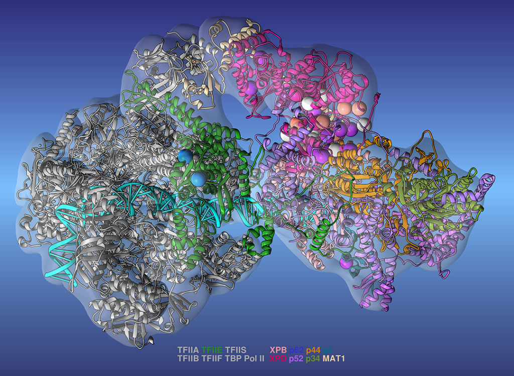 The researchers used the new model to accurately identify clusters of gene mutations (spheres), which helped them study the emergence of various genetic diseases. Image credit: Ivaylo Ivanov, Georgia State University.