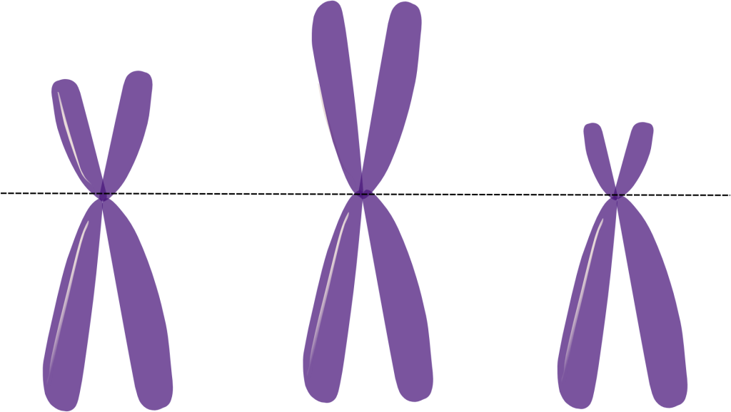 Chromosomal centromeres