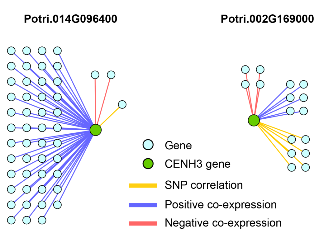 chromosomal correlations