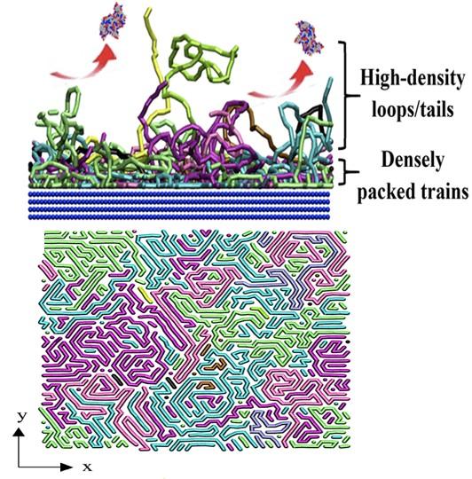 Polymer Architecture Enables Protein Resistant Surfaces
