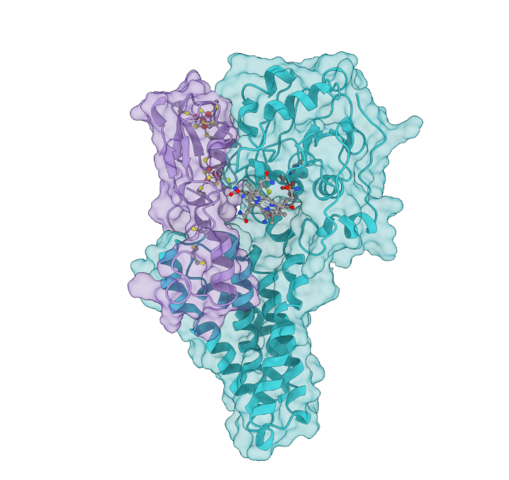 A structural model of HgcA, shown in cyan, and HgcB, shown in purple, were created using metagenomic techniques to better understand the transformation of mercury into its toxic form, methylmercury. Photo credit: Connor Cooper/ORNL, U.S. Dept of Energy