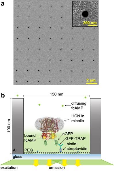 Nano-Enabled Measurement of Single Molecule Protein Binding