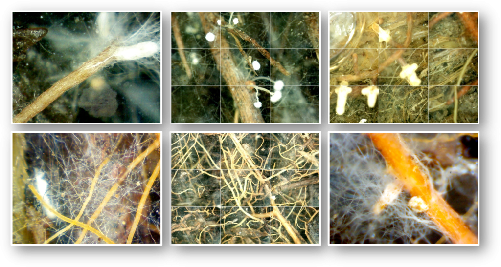 Tree and shrub roots and fungal hyphae captured by an automated minirhizotron camera buried in an experimental warming plot in the SPRUCE experiment in Northern Minnesota. Credit: Joanne Childs/ORNL, U.S. Dept. of Energy