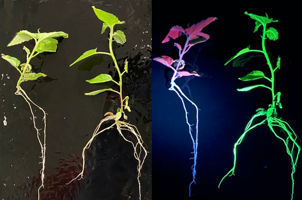 ORNL’s biosensor system reveals CRISPR activity in poplar plants, which glow bright green under ultraviolet light, compared to normal plants, which appear red. Credit: Guoliang Yuan/ORNL, U.S. Dept. of Energy