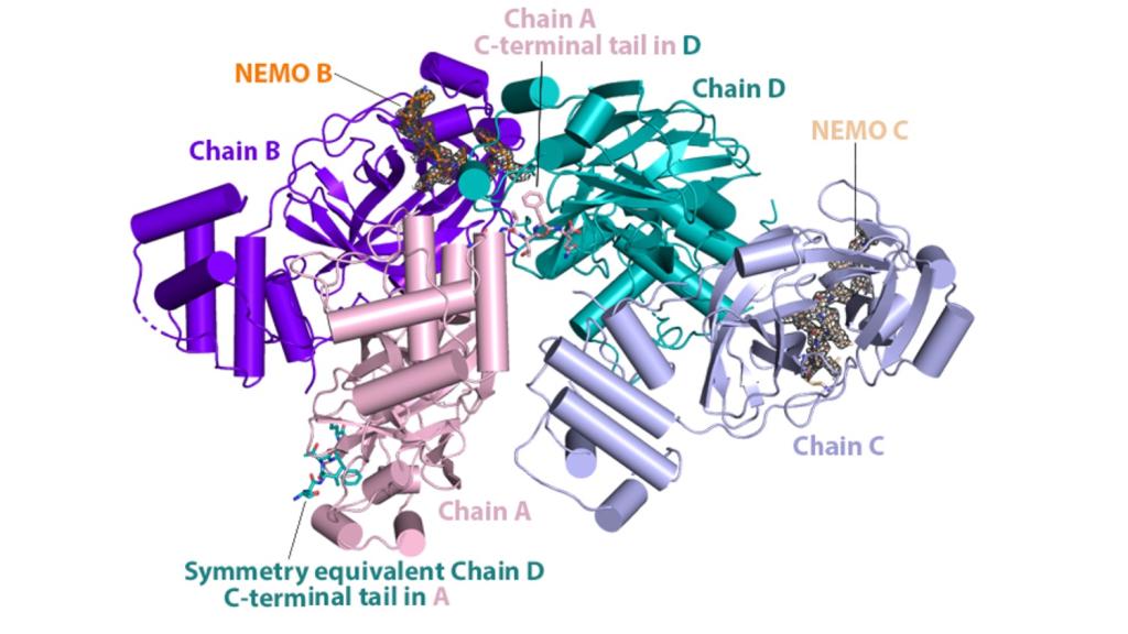 The bradykinin hypothesis also accounts for Covid-19's