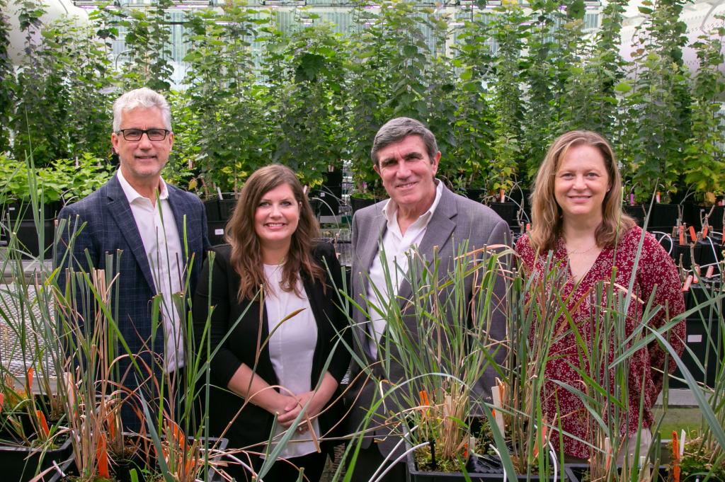 The Center for Bioenergy Innovation’s Leadership Team at Oak Ridge National Laboratory will oversee the center’s operations as it develops bioenergy-relevant plants and microbes for sustainable jet fuel. Pictured from left in ORNL’s greenhouse facilities are CBI’s Chief Executive Officer Jerry Tuskan, Chief Finance Officer Lynn Giuliano, Chief Science Officer Brian Davison, and Chief Operations Officer Renae Speck. Credit: Genevieve Martin/ORNL, U.S. Dept. of Energy