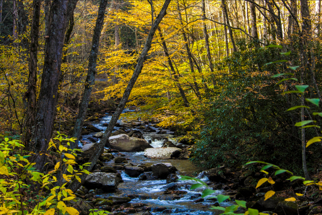 stream runs through a forest
