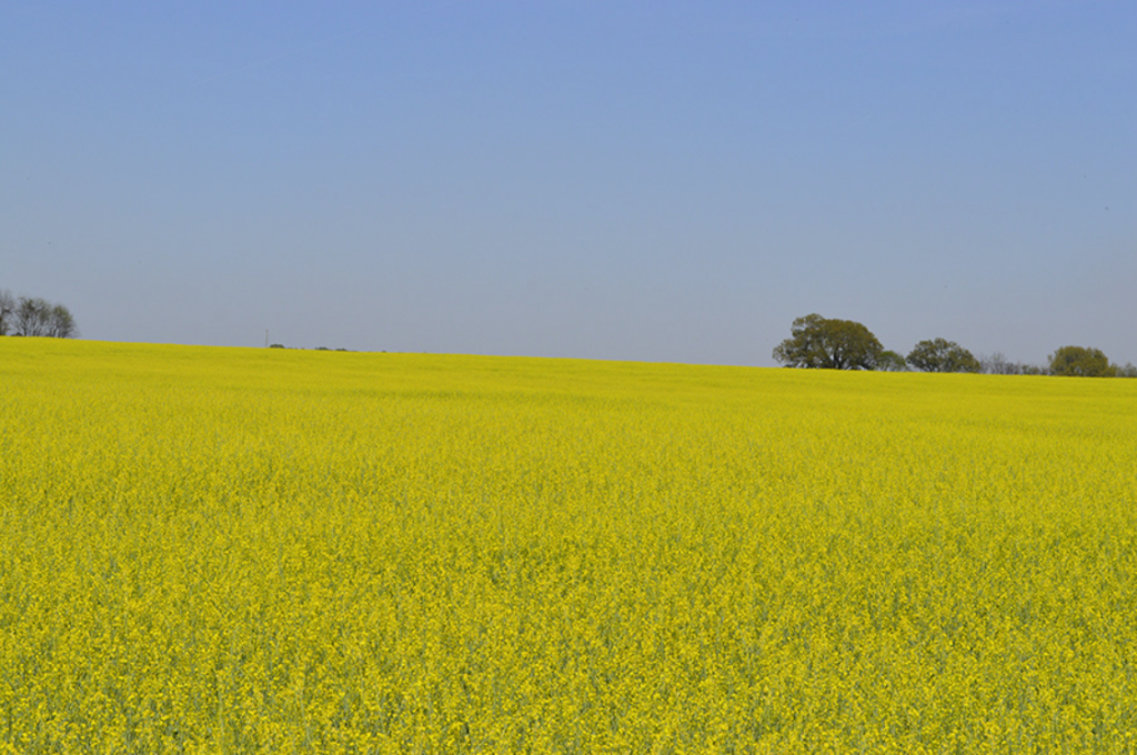 blue sky with a field of yellow carinata flowers