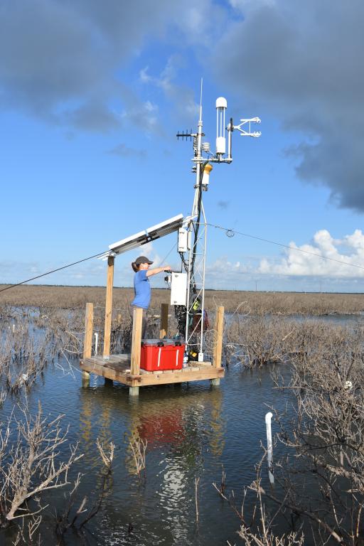 Matheny performing maintenance on a 10-foot flux tower in 1 foot of standing water within the ghost forest of mangroves in the Aransas Bay.