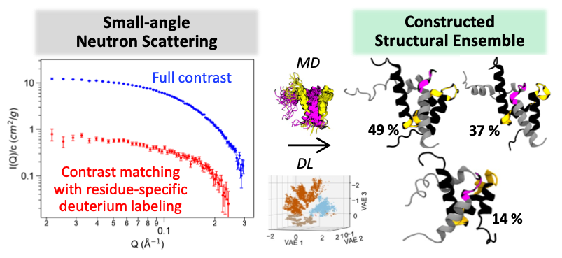 Integrated workflow using small-angle neutron scattering, molecular dynamics (MD) simulation, and deep learning (DL) to characterize structural ensembles of an intrinsically disordered protein complex associated with breast and ovarian cancer.