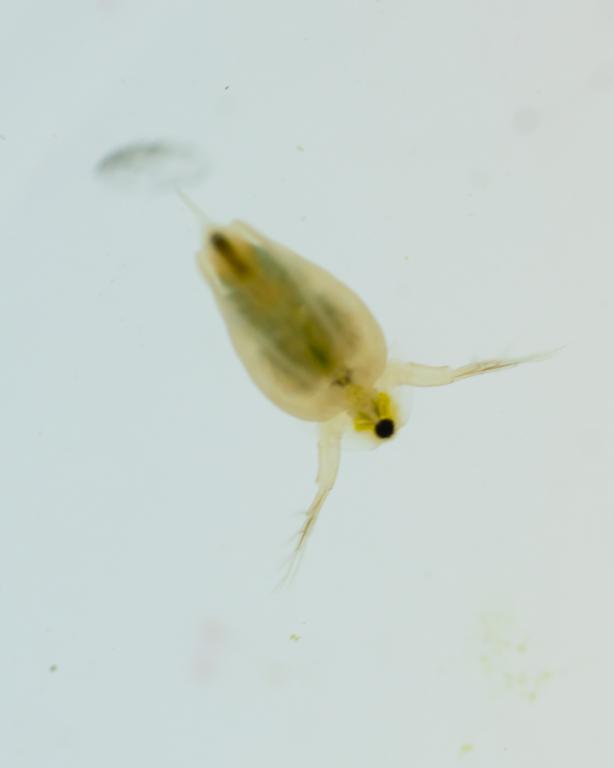 Daphnia act as the aquatic equivalent of a canary in a coal mine, signaling the presence of toxins in water through changes in their behavior. Credit: Carlos Jones/ORNL, U.S. Dept of Energy