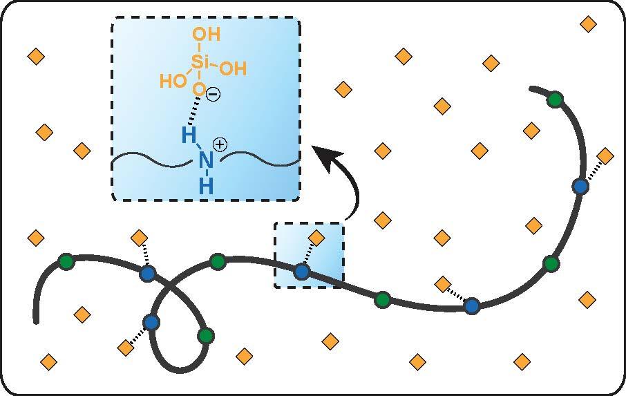  This illustration shows the attraction between silica (orange diamonds), or silicic acid, and a polymeric antiscalant. The chemical interactions, which involve so-called charge-assisted hydrogen bonding, inhibit silica scaling. Credit: Masashi Kaneda/Yale University   