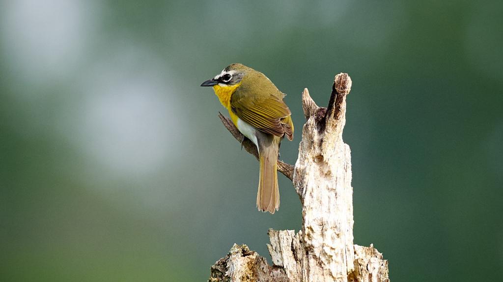 The yellow breasted chat frequents the Oak Ridge Reservation. The bird walk is April 27. Photo: Lee Smalley