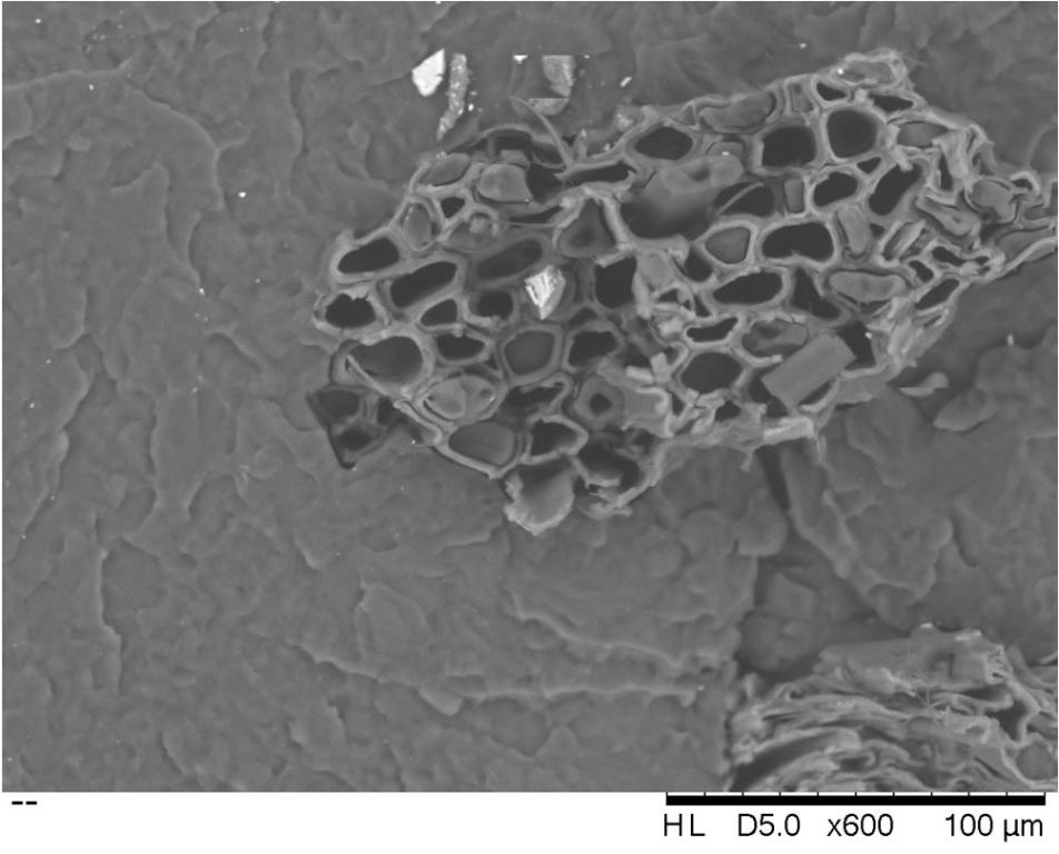 Grey, mushroom shaped blob looked at from a electron microscopy image 