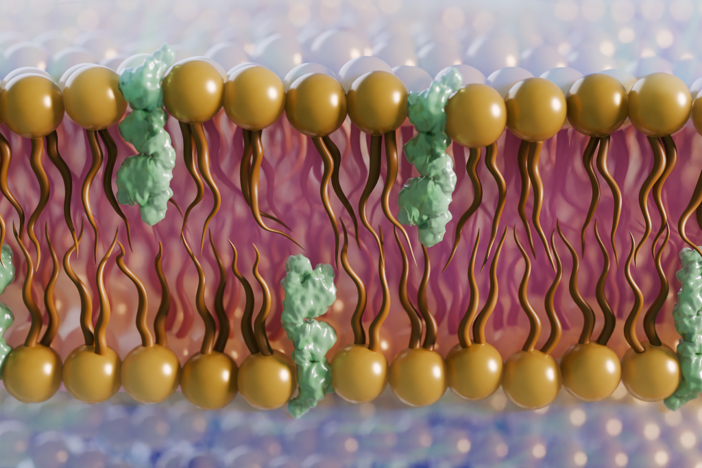 Scientists used neutrons to study the role of ergosterol (green), a cholesterol-like lipid found in the lipid bilayer (yellow) of fungi, which could help in combatting fungal infections that each year cause almost 1.7 million fatalities globally. 