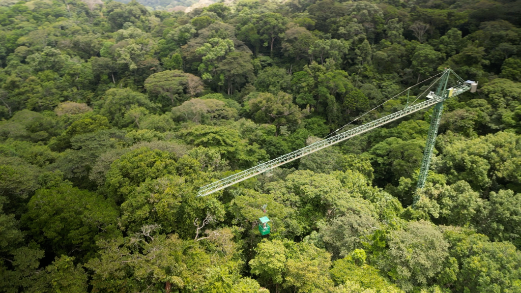 forest under study in Panama