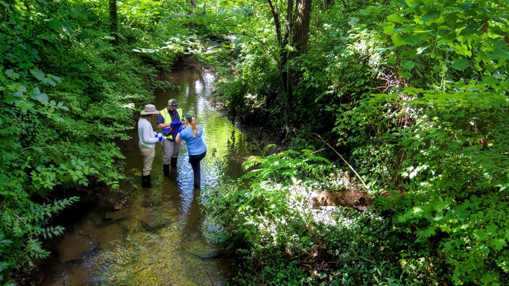 three researchers gathering samples in a stream