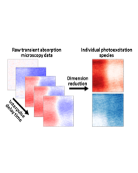 Multidimensional transient absorption microscopy data shows regions with either excitons (red) or free charge carriers (blue), but the majority of the image contains a mixture. Isolating the signatures of these distinct photoexcitations enables quantitati