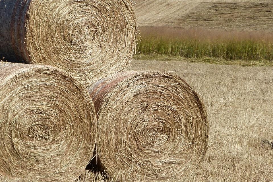 Switchgrass bales