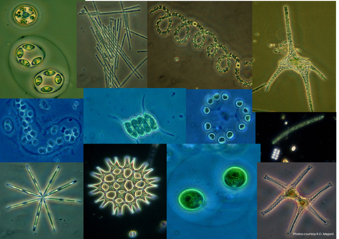 Productivity increases in algal communities when species exhibit complementary traits. Collage by Val Smith.