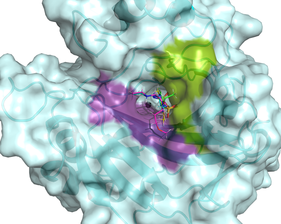 The hCA II active site is flanked by hydrophilic (violet) and hydrophobic (green) binding pockets that can be used to design specific drugs targeting cancer-associated hCAs. Five clinical drugs are shown superimposed in the hCA II active site